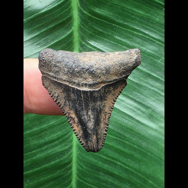3,0 cm gemusterter Zahn des Megalodon 3,0 cm gemusterter Zahn des Megalodon