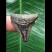 3,0 cm gemusterter Zahn des Megalodon 3,0 cm gemusterter Zahn des Megalodon