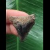 3,0 cm gemusterter Zahn des Megalodon 3,0 cm gemusterter Zahn des Megalodon