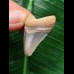 3,3 cm hellblauer Zahn des Megalodon 3,3 cm hellblauer Zahn des Megalodon