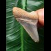 3,3 cm hellblauer Zahn des Megalodon 3,3 cm hellblauer Zahn des Megalodon