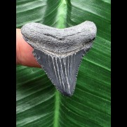 3,4 cm blauer Zahn des Megalodon