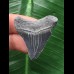 3,4 cm blauer Zahn des Megalodon 3,4 cm blauer Zahn des Megalodon