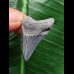 3,4 cm blauer Zahn des Megalodon 3,4 cm blauer Zahn des Megalodon
