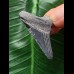 3,4 cm blauer Zahn des Megalodon 3,4 cm blauer Zahn des Megalodon