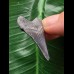 3,4 cm blauer Zahn des Megalodon 3,4 cm blauer Zahn des Megalodon