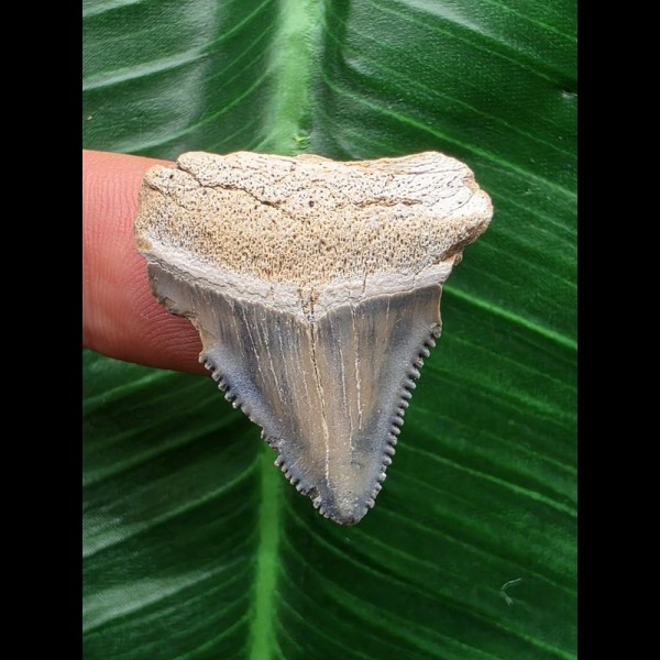 2,9 cm hellblau gemusterter Zahn des Megalodon 2,9 cm hellblau gemusterter Zahn des Megalodon