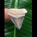 2,9 cm hellblau gemusterter Zahn des Megalodon 2,9 cm hellblau gemusterter Zahn des Megalodon