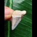 2,9 cm hellblau gemusterter Zahn des Megalodon 2,9 cm hellblau gemusterter Zahn des Megalodon