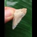 2,9 cm hellblau gemusterter Zahn des Megalodon 2,9 cm hellblau gemusterter Zahn des Megalodon