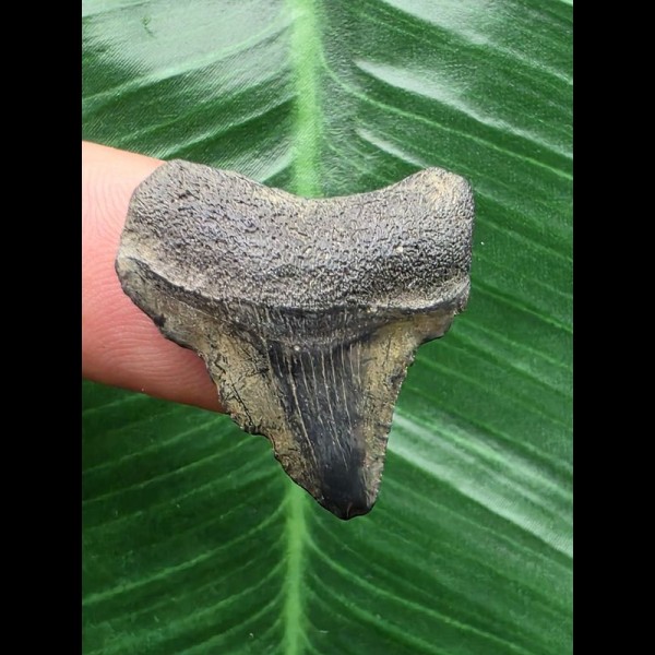 2,5 cm grauer Zahn des Megalodon 2,5 cm grauer Zahn des Megalodon