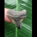 2,5 cm grauer Zahn des Megalodon 2,5 cm grauer Zahn des Megalodon