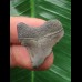 2,5 cm grauer Zahn des Megalodon 2,5 cm grauer Zahn des Megalodon