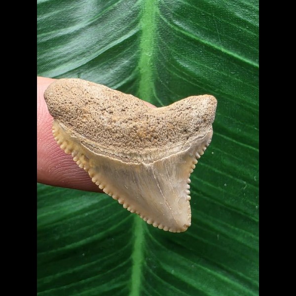 2,7 cm beiger Zahn des Megalodon 2,7 cm beiger Zahn des Megalodon