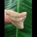 2,7 cm beiger Zahn des Megalodon 2,7 cm beiger Zahn des Megalodon