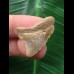 2,7 cm beiger Zahn des Megalodon 2,7 cm beiger Zahn des Megalodon
