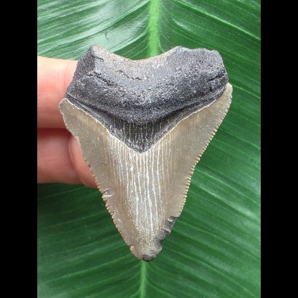 4,7 cm hellgrauer Zahn des Megalodon 4,7 cm hellgrauer Zahn des Megalodon