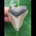 4,7 cm hellgrauer Zahn des Megalodon 4,7 cm hellgrauer Zahn des Megalodon