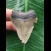 4,7 cm hellgrauer Zahn des Megalodon 4,7 cm hellgrauer Zahn des Megalodon