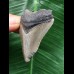 4,7 cm hellgrauer Zahn des Megalodon 4,7 cm hellgrauer Zahn des Megalodon