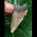4,7 cm hellgrauer Zahn des Megalodon 4,7 cm hellgrauer Zahn des Megalodon