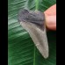 4,7 cm hellgrauer Zahn des Megalodon 4,7 cm hellgrauer Zahn des Megalodon