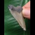 4,7 cm hellgrauer Zahn des Megalodon 4,7 cm hellgrauer Zahn des Megalodon