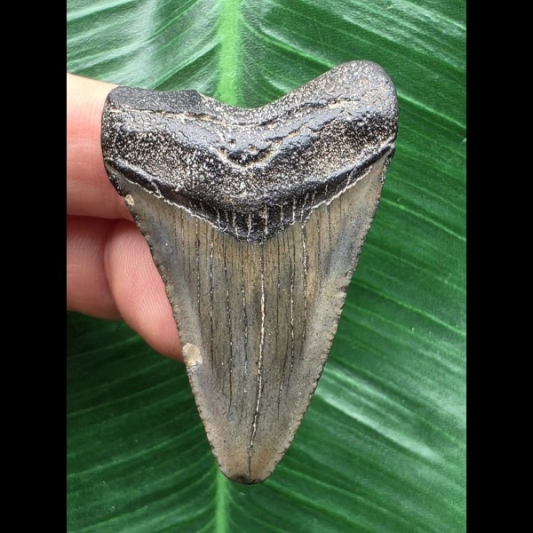 4,8 cm graublauer Zahn des Megalodon 4,8 cm graublauer Zahn des Megalodon