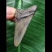 4,8 cm graublauer Zahn des Megalodon 4,8 cm graublauer Zahn des Megalodon