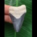 4,5 cm dunkelblauer Zahn des Megalodon 4,5 cm dunkelblauer Zahn des Megalodon