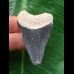 4,5 cm dunkelblauer Zahn des Megalodon 4,5 cm dunkelblauer Zahn des Megalodon