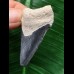 4,5 cm dunkelblauer Zahn des Megalodon 4,5 cm dunkelblauer Zahn des Megalodon