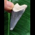 4,5 cm dunkelblauer Zahn des Megalodon 4,5 cm dunkelblauer Zahn des Megalodon