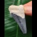 4,5 cm dunkelblauer Zahn des Megalodon 4,5 cm dunkelblauer Zahn des Megalodon