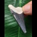 4,5 cm dunkelblauer Zahn des Megalodon 4,5 cm dunkelblauer Zahn des Megalodon
