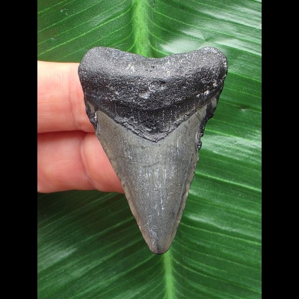 4,7 cm blaugrauer Zahn des Megalodon