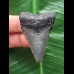 4,7 cm blaugrauer Zahn des Megalodon