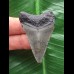 4,7 cm blaugrauer Zahn des Megalodon