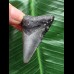 4,7 cm blaugrauer Zahn des Megalodon