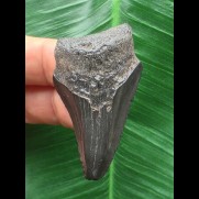 4,9 cm schwarzer Zahn des Megalodon