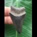 4,9 cm schwarzer Zahn des Megalodon 4,9 cm schwarzer Zahn des Megalodon