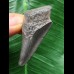 4,9 cm schwarzer Zahn des Megalodon 4,9 cm schwarzer Zahn des Megalodon