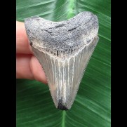 4,8 cm hellblauer Zahn des Megalodon