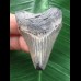 4,8 cm hellblauer Zahn des Megalodon 4,8 cm hellblauer Zahn des Megalodon