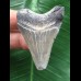 4,8 cm hellblauer Zahn des Megalodon 4,8 cm hellblauer Zahn des Megalodon