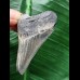 4,8 cm hellblauer Zahn des Megalodon 4,8 cm hellblauer Zahn des Megalodon