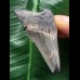 4,8 cm hellblauer Zahn des Megalodon 4,8 cm hellblauer Zahn des Megalodon
