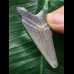 4,8 cm hellblauer Zahn des Megalodon 4,8 cm hellblauer Zahn des Megalodon
