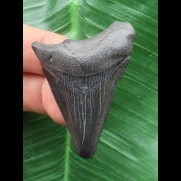 4,6 cm schwarzer Zahn des Megalodon