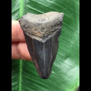 5,0 cm schwarzer Zahn des Megalodon